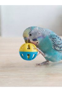 Related product image TUĞRA PET MARKET Bird Toys