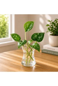 Related product image Generic Indoor Plants