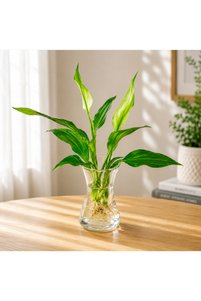 Related product image Generic Indoor Plants