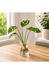 Related product image Generic Indoor Plants
