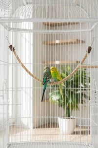 Related product image Alyones Bird Perches