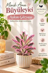 İlgili ürün resmi İç Mekan Bitkileri