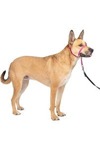 صورة المنتج ذات الصلة Pet Safe أطواق للكلاب