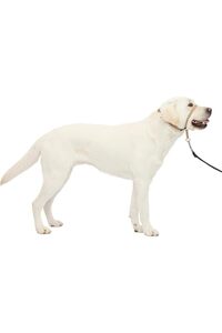 صورة المنتج ذات الصلة Pet Safe أطواق للكلاب