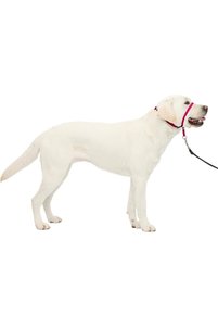 صورة المنتج ذات الصلة Pet Safe أطواق للكلاب