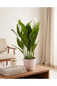 Related product image REDTAG Vase