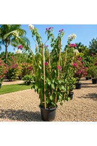 Related product image Generic Outdoor Trees