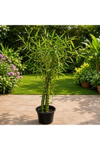 Related product image Generic Outdoor Trees