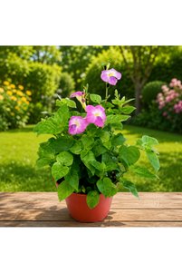 Related product image Generic Outdoor Trees