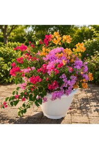 Related product image Generic Outdoor Trees