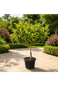 Related product image Generic Outdoor Trees