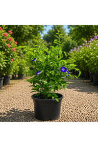 Related product image Generic Outdoor Trees