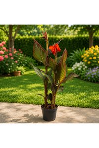 Related product image Generic Outdoor Trees