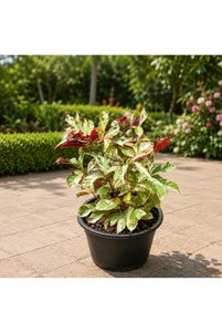 Related product image Generic Outdoor Trees