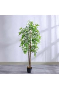 Related product image Danube Home Indoor Plants