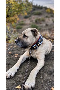 Related product image Sürmeli Tasma Dog Collars