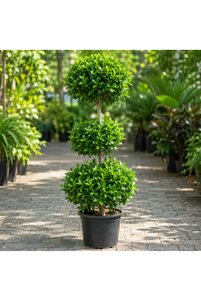 Related product image Generic Outdoor Trees