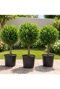 Related product image Generic Outdoor Trees