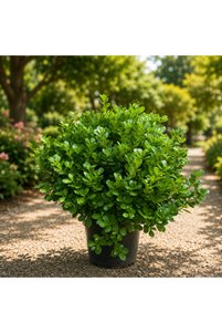 Related product image Generic Outdoor Trees