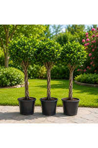 Related product image Generic Outdoor Trees