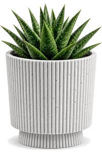 Related product image Generic Flower Pot