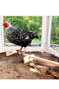 Related product image Alyones Bird Perches
