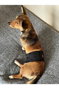 Related product image UTDpet Dog Clothes