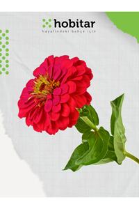 Genta Hobitar Kirli Hanım Çiçeği Tohumu - 150 Adet - Fiyatı, Yorumları