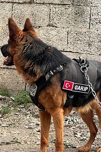 Kişiye Özel, isimli K9 Köpek Tasması, Göğüs Ve Sırt Tasması Seti ürün fotoğrafı
