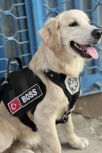 Kişiye Özel, isimli K9 Köpek Tasması, Göğüs Ve Sırt Tasması Seti ürün fotoğrafı