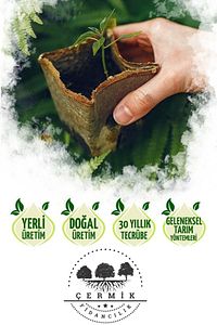Tüplü Yaban Mersini ( Blue Berry ) Fidanı ürün fotoğrafı