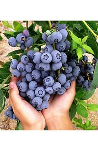 Tüplü Yaban Mersini ( Blue Berry ) Fidanı ürün fotoğrafı