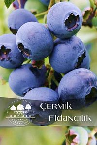 Tüplü Yaban Mersini ( Blue Berry ) Fidanı ürün fotoğrafı