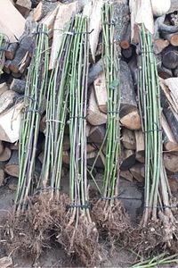 Dikensiz Aşılı Tatlı Iri Taneli Böğürtlen Fidani 1. Kalite 100 120 Cm Açık Kök ürün fotoğrafı