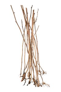 Dikensiz Aşılı Tatlı Iri Taneli Böğürtlen Fidani 1. Kalite 100 120 Cm Açık Kök ürün fotoğrafı