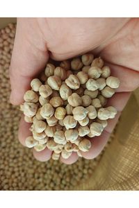 Nohut 1 Kg ürün fotoğrafı