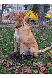 Pawty-c Cırtlı Yumuşak Köpek Ayakkabısı ürün fotoğrafı