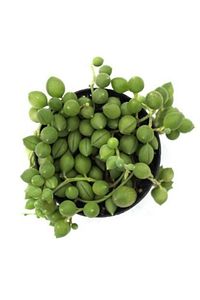 Tespih Boncuk Çiçeği Senecio Herreianus 5,5 Cm Saksı Kaktüs ürün fotoğrafı
