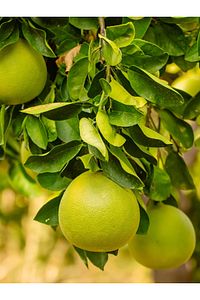 Tüplü Aşılı Içi Kırmızı Şadok Pomelo (ağaç Kavunu) Fidanı 2 Yaş 90-120cm ürün fotoğrafı