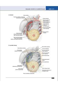 Lippincott Anatomi Atlası ürün fotoğrafı