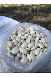 LOBYE İRİ FASÜLYE 5 KG ürün fotoğrafı