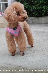 Yavru Köpek Göğüs Tasması Gezdirme Kayışlı (ZİLLLİ) ürün fotoğrafı