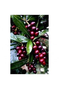 Karayemiş ( Taflan , Trabzon Kirazı ) 150-200 Cm Özel Kalite Olarak 5 Yaş ürün fotoğrafı