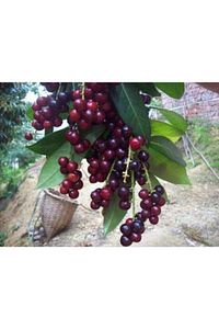 Karayemiş ( Taflan , Trabzon Kirazı ) 150-200 Cm Özel Kalite Olarak 5 Yaş ürün fotoğrafı