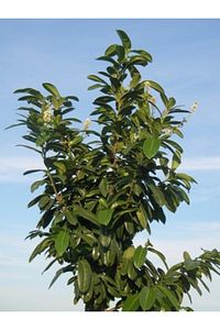 Karayemiş ( Taflan , Trabzon Kirazı ) 150-200 Cm Özel Kalite Olarak 5 Yaş ürün fotoğrafı