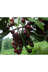 Karayemiş ( Taflan , Trabzon Kirazı ) 150-200 Cm Özel Kalite Olarak 5 Yaş ürün fotoğrafı