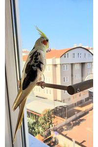 Vantuzlu Cam Tüneği 4 Vantuzlu ürün fotoğrafı