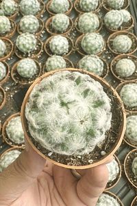 Pamuk prenses kaktüs sukulent 5.5cm mini boy/şuan çiçeksizdir ürün fotoğrafı