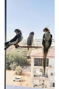 Vantuzlu Cam Tüneği 4 Vantuzlu ürün fotoğrafı