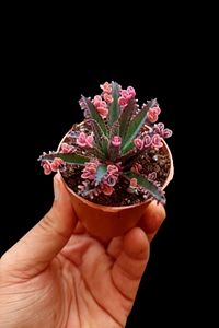 Pink Butterfly (AŞK) Çiçeği Salon Ve Ofis Bakılır Minik 5.5cm /şuan Çiçeksizdir ürün fotoğrafı